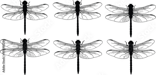 Set of six detailed dragonfly silhouettes with intricate wing veining, showcasing natural beauty and delicate anatomy, ideal for entomology, nature illustration, and vintage biological print designs