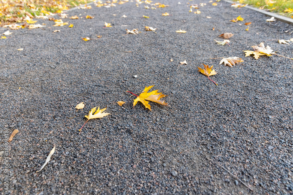 Obraz premium a walking path made of stone and rubble with yellow foliage in the autumn season, beautiful yellow foliage fallen on a walking path in the park