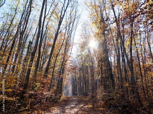 Tüllinger Wald. Ein lichter Buchenwald zwischen Daurhütte und Lindenplatz auf dem Tüllinger Berg, dessen herbstliches Laub die goldenen Sonnenstrahlen filtert
