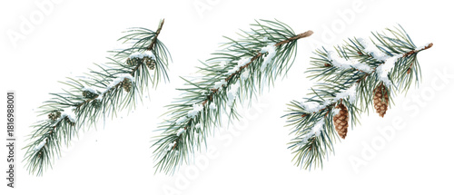 Set of watercolor illustrations of snowy pine branches with pinecones, perfect for winter and Christmas designs.