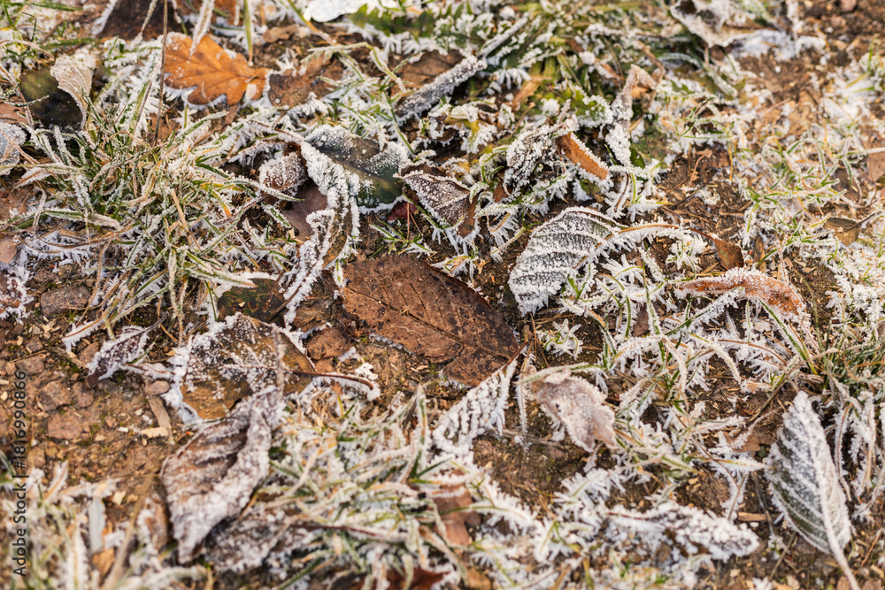 Naklejka premium Frozen leaves and grass cover the ground during a cold autumn morning. The frost creates delicate shapes, capturing the essence of the season's chill