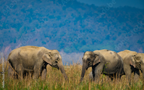 Canvas Print A herd of Asian Elephants walks through golden grasslands at Jim Corbett National Park