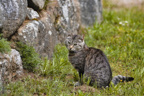 cat in the grass