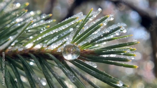Pine branch with water droplets glistening in morning sunlight  