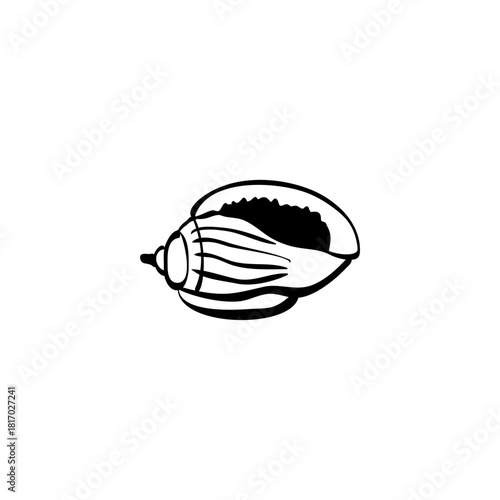 Seashell hand drawn vector illustrations