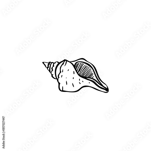Seashell hand drawn vector illustrations