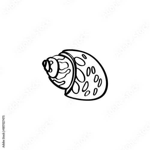 Seashell hand drawn vector illustrations