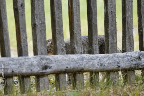 cat behind the fence
