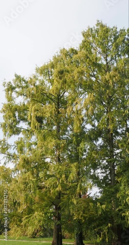(Metasequoia glyptostroboides) Tall dawn redwood trees, conifers with straight trunks bearing horizontal branches covered in linear foliage and clusters of small, young cones in late summer