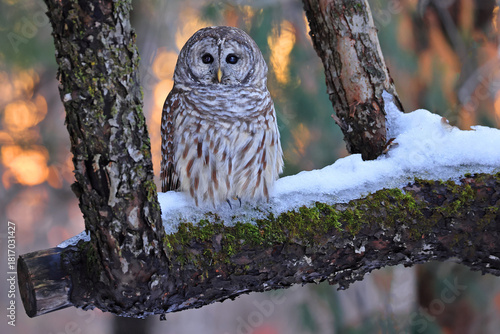 Barred Owl perched on the fir branch in the forest with beautiful sunset colors in the background, Canada