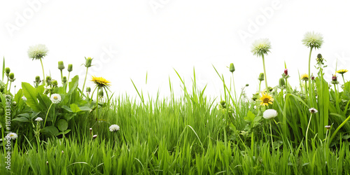 Lush Green Grass and Dandelions in a Meadow with a Colorful Abstract Sky, cutout, PNG isolated on white or transparent background