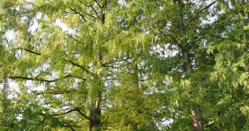 (Metasequoia glyptostroboides) Dawn redwood trees with straight trunk, horizontal branches, drooping branchlets bearing green linear and flexible foliage and globular, scaly male cones