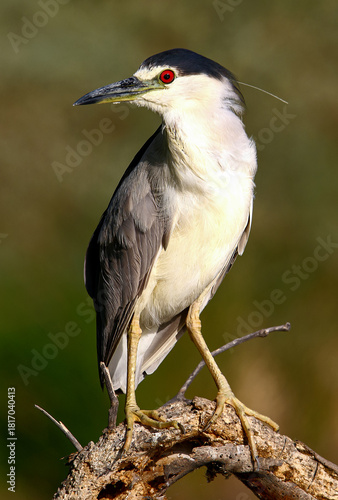 Obraz na plátne Black-crowned Night Heron