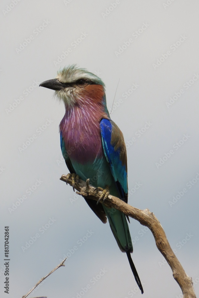 Fototapeta premium lilac breasted roller
