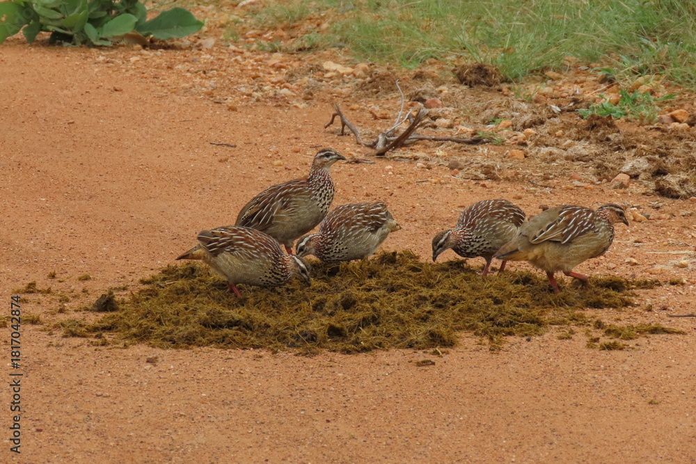 Obraz premium Crested francolin