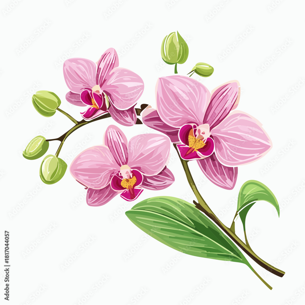 Obraz premium Exotic pink orchid flowers on a delicate branch with soft tropical petals, illustrated in a clean and elegant botanical style on a white background.