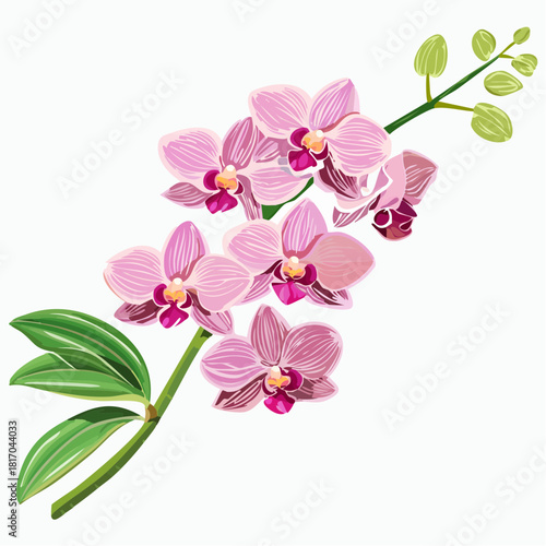 Exotic pink orchid flowers on a delicate branch with soft tropical petals, illustrated in a clean and elegant botanical style on a white background.