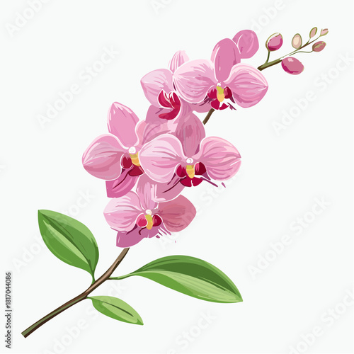 Exotic pink orchid flowers on a delicate branch with soft tropical petals, illustrated in a clean and elegant botanical style on a white background.