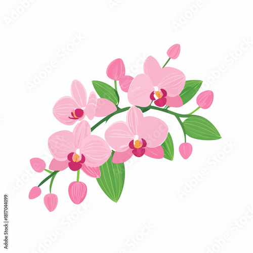 Exotic pink orchid flowers on a delicate branch with soft tropical petals, illustrated in a clean and elegant botanical style on a white background.