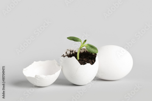 Egg shell with seedling on ...