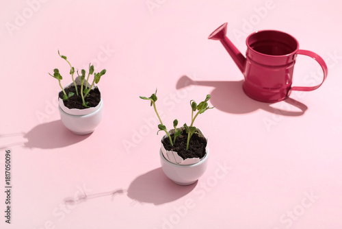 Egg shells with seedlings a...