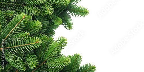Lush green fir tree branch on a clean background, natural decor