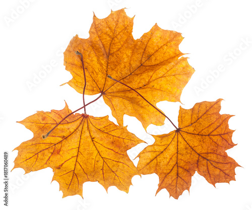 Wallpaper Mural Yellow maple leaves isolated on white background. Torontodigital.ca