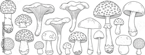Hand-drawn black and white mushroom illustration set featuring diverse fungi species with unique caps, stems, textures, and botanical details.