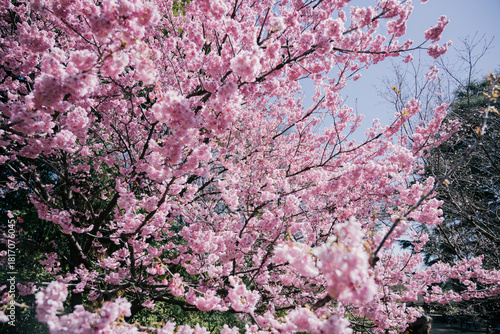 pink cherry blossom
