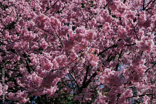pink cherry blossom