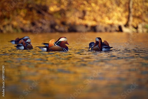 Beautiful mandarin ducks. Animals in the wild. Natural colorful background.