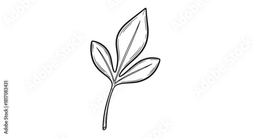 Simple Line Art of a Delicate Plant Sprig with Leaves.