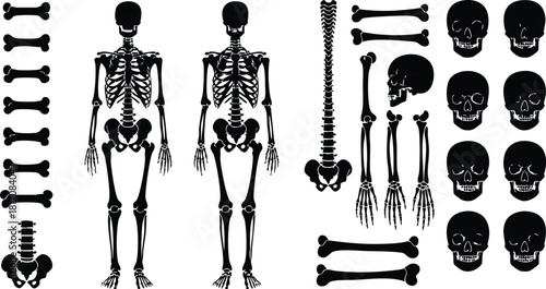 Skeletal system illustrations featuring human bones, skulls, and skeletons for educational purposes 