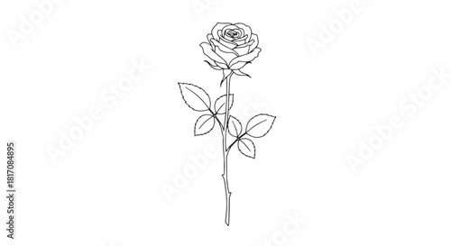 Delicate line drawing of a single rose with leaves in minimalist sketch style.