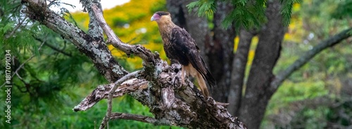 Falcon, bird of prey, Caracara plancus known as carcará, caracara.