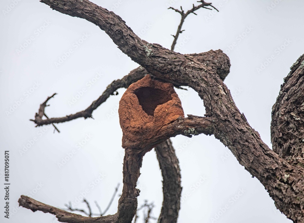 Fototapeta premium The iconic nest of the clay bird Furnarius rufus on the tree branch of the Brazilian cerrado biome