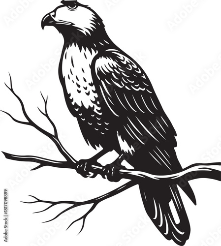 Eagle Silhouette Vector Illustration Bird on Branch