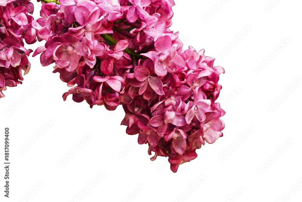 Obraz premium Isolate of lilac flowers for decoration.