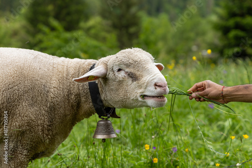 white sheep eating grass in swiss alps