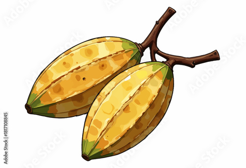Vibrant Yellow Cocoa Pods Attached to a Branch on a White Background Highlighting Botanical Beauty