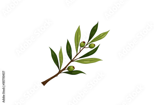 Detailed Illustration of an Olive Branch with Fresh Green Leaves and Ripe Olives on a Simple White Background for Botanical Study