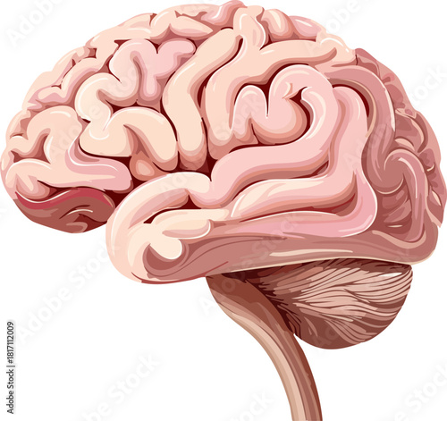 human brain isolated on white background