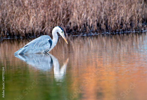 Gray Heron in the river watching to fish.