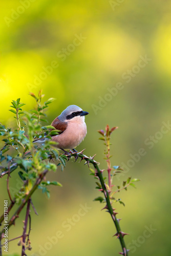 Male red backed shrike perched on a branch.