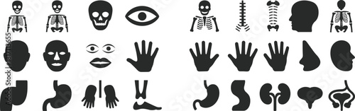 Human anatomy icons set featuring skeletons, skull, organs, body parts, hands, eyes, face silhouettes, spine, digestive system and medical anatomy vector illustration.