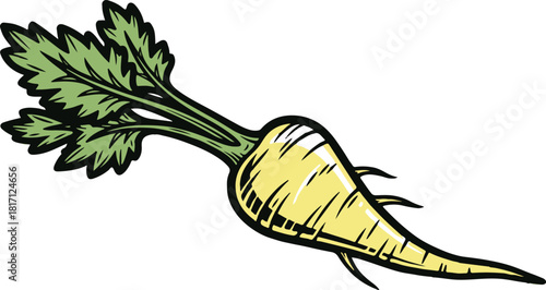 Yellow root vegetable with green leaves and black outline on white background food