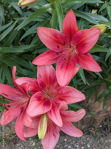 pink lilies close up