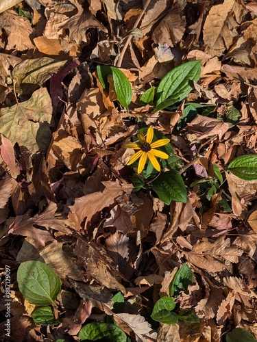 black eyed susan hiding in autumn leaves
