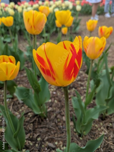 red yellow tulip