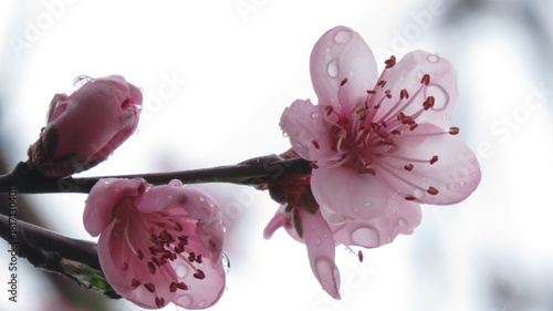 Flores lluvia